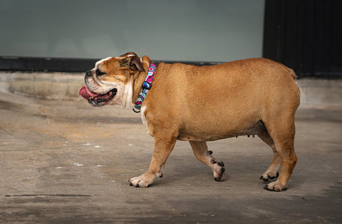 Wie kann man den Juckreiz bei einer französischen Bulldogge lindern?