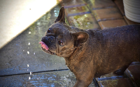 hydratatie is belangrijk bij harde ontlasting van hond