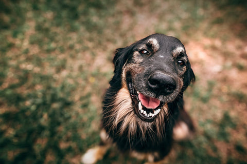 probiotica forte van dogsuppy voor jeuk bij je hond