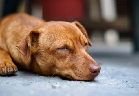 symptomen van eczeem bij honden