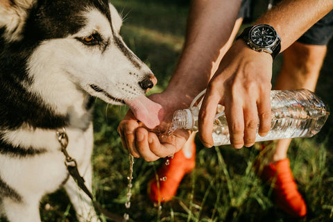 voorkom uitdroging bij je hond