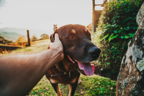 wanneer je hond een parasitaire infectie heeft