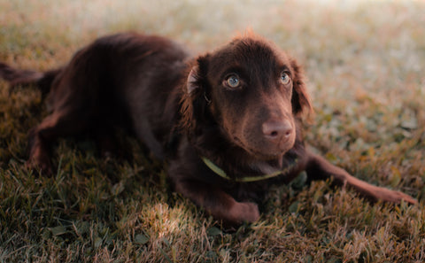 wat moet je doen als je hond diarree heeft