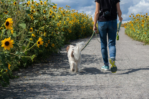 zo voorkom je slechte ontlasting bij honden