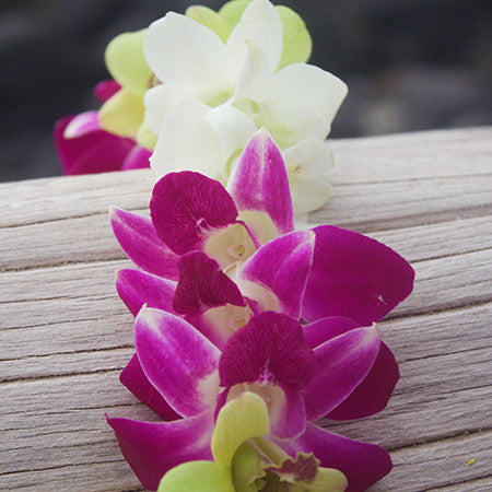 Single White Orchid Lei Bulk - Pacific Leis