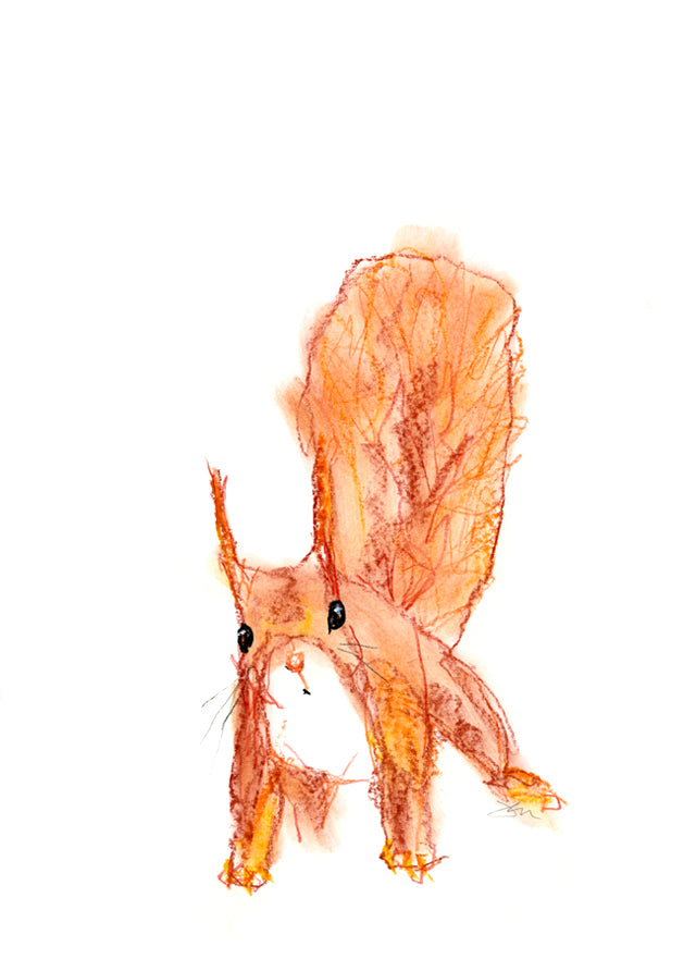 Red Squirrel - Pastel on 420 x 29mm heavy paper - Jen Dixon