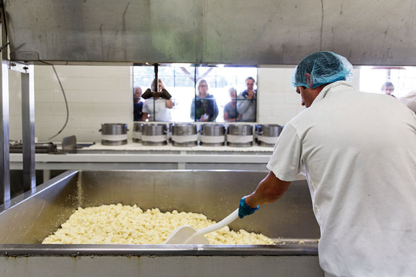 Cheesemakers at work at Pyengana Dairy