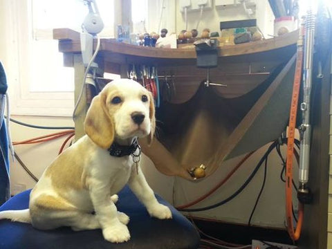 beagle on the jewellery bench