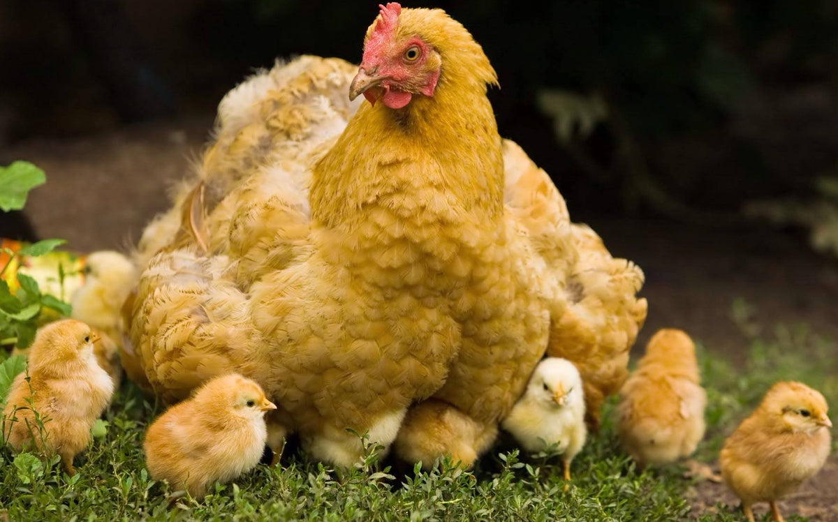 Mother Hen nesting her baby chicks
