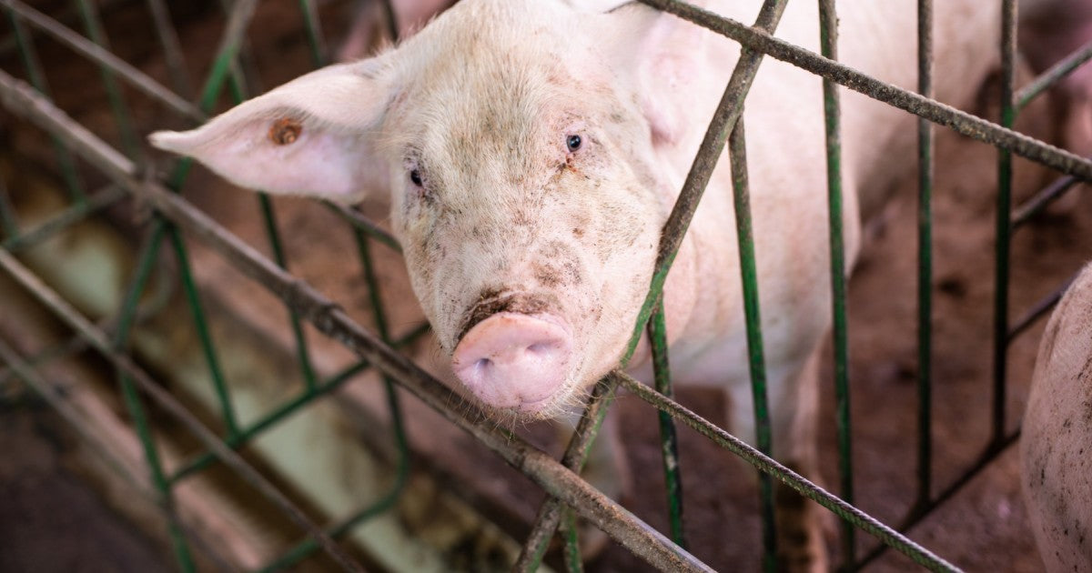 Animal Aid Blog Post Banner - Pig Behind Bars