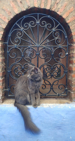 Chefchaouen Morocco Cats