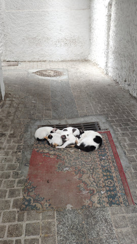 Tangier Cats