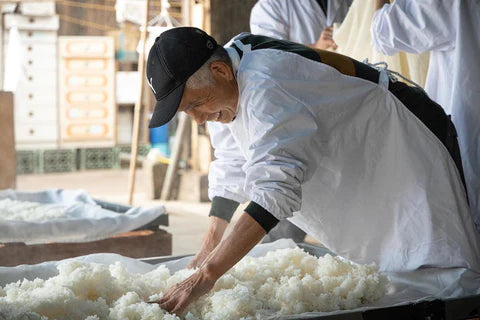 Study abroad at a real sake brewery