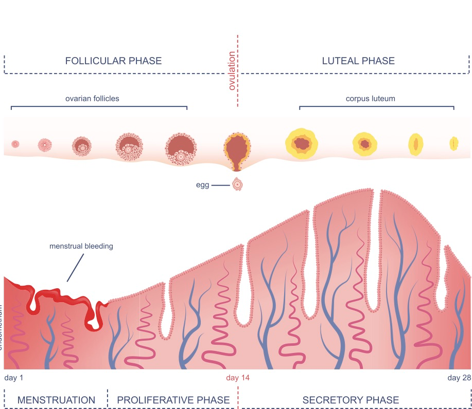 The Follicular and Luteal Phases of the menstrual cycle. The figure