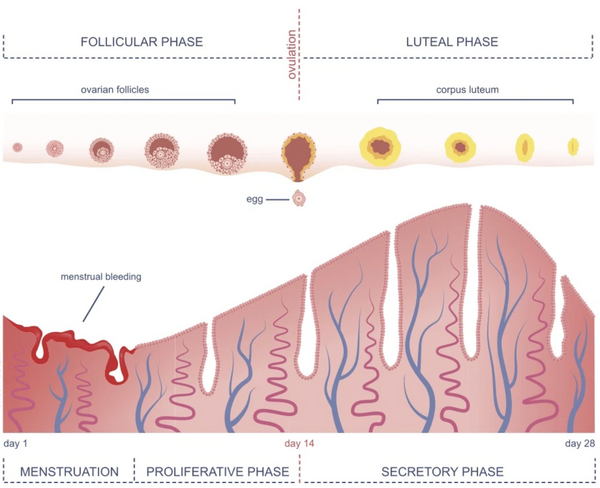 menstrual cycle phases