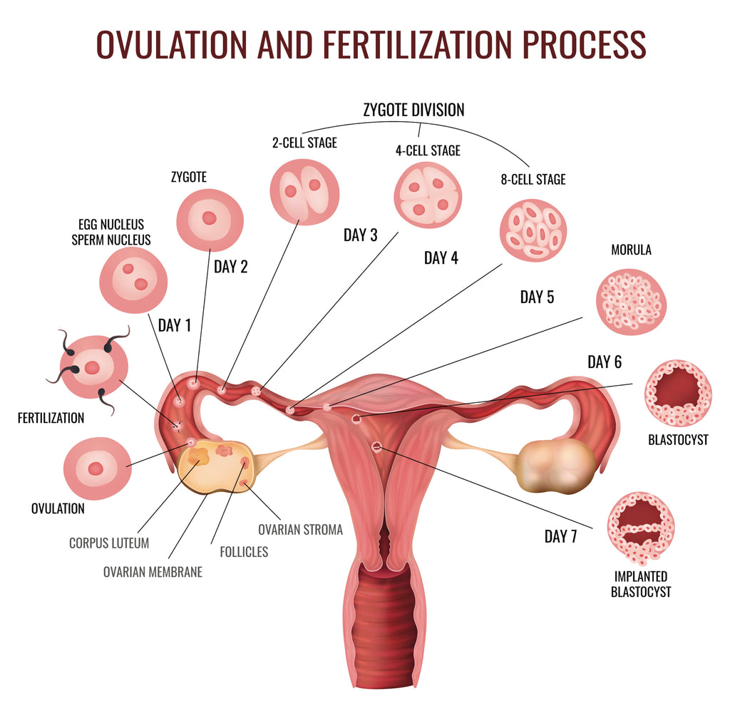 when-do-you-ovulate-knix
