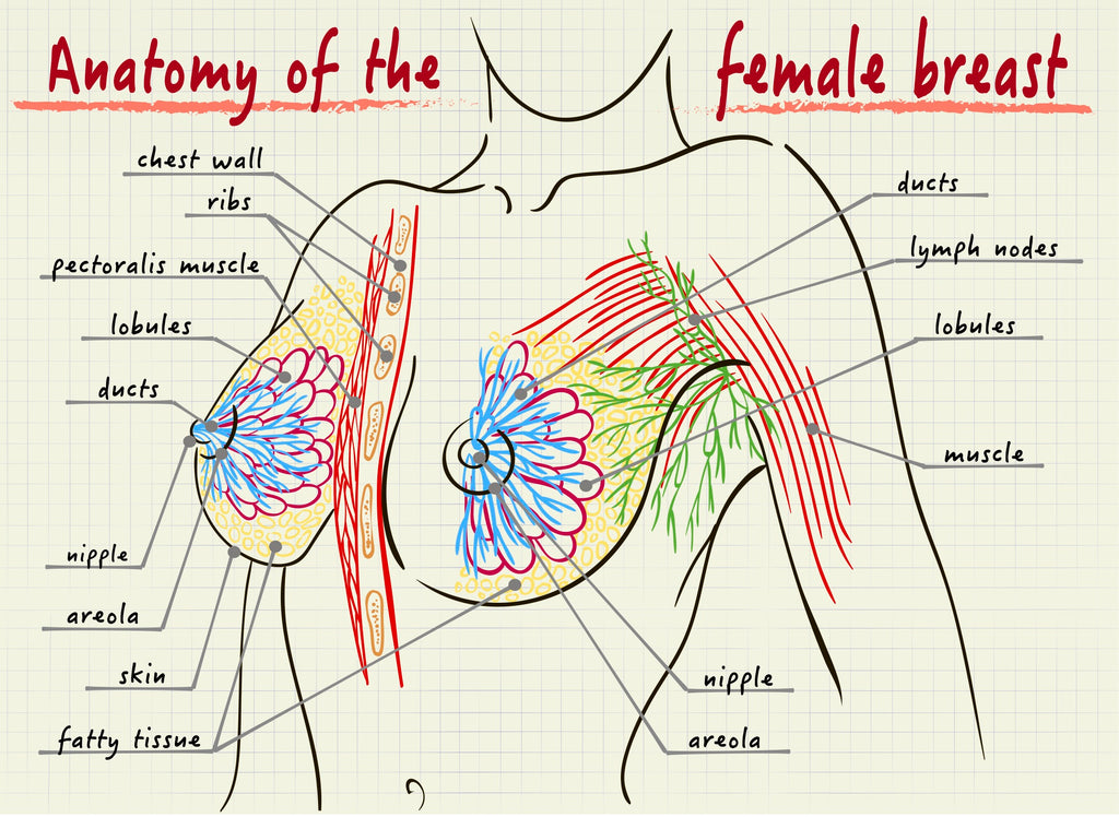 Diagram Of Female Chest Frontal View Of Female Chest And Abdominal