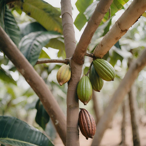 “Healthy cocoa tree