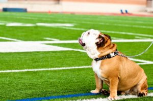 bulldog sentado en un campo de fútbol - Salud del oído del perro