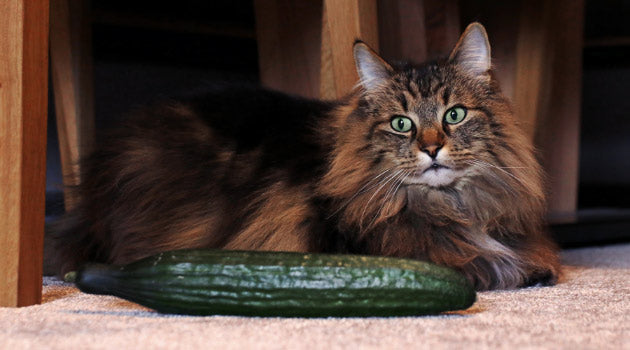 Un Maine Coon de color atigrado acostado detrás de un gran pepino verde.