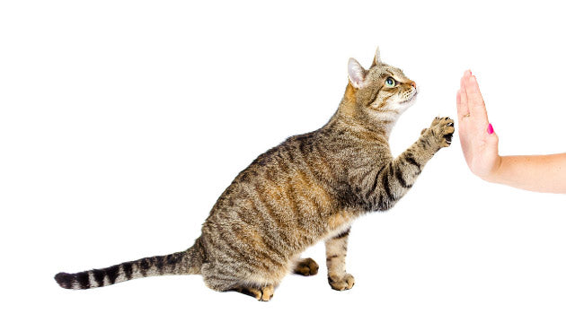 A tabby cat being trained to high five their owner.