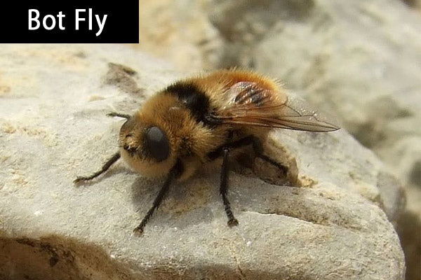 A Bot Fly on a gray rock.