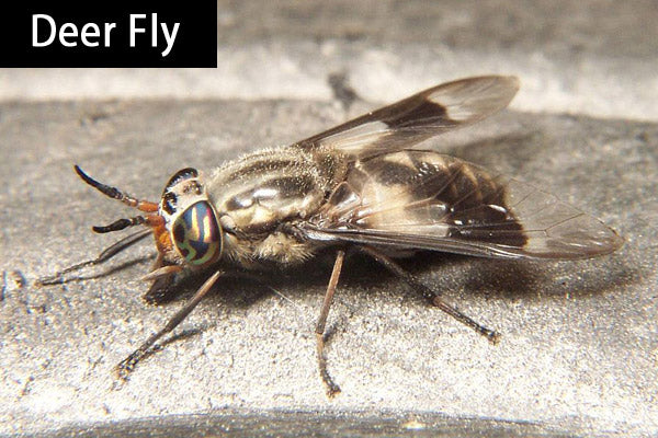 A Deer Fly on a gray surface.