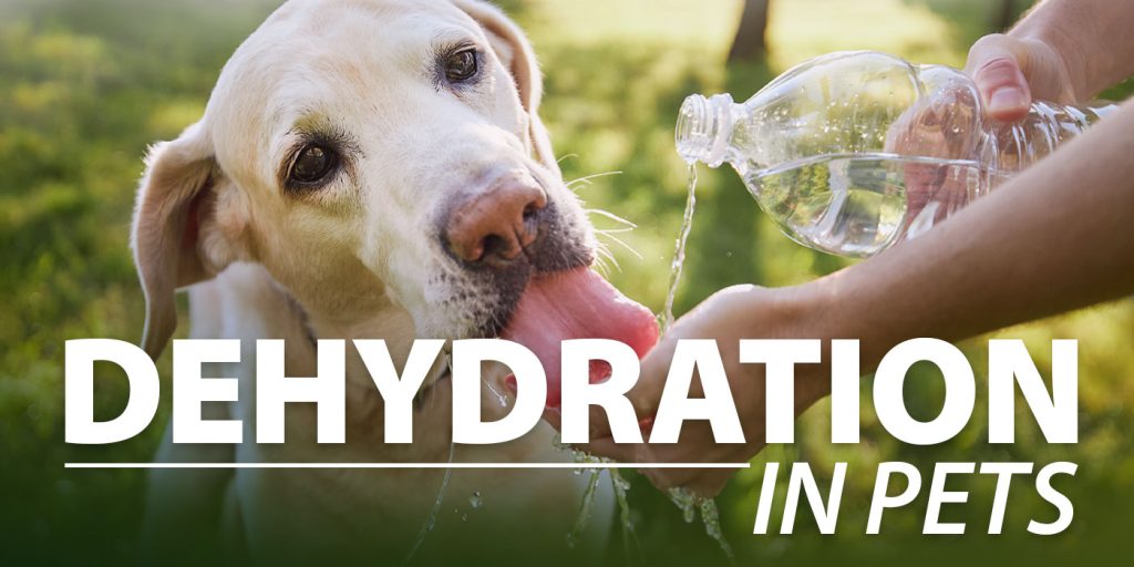 Dehydration in Pets: Don't Miss These Common Warning Signs