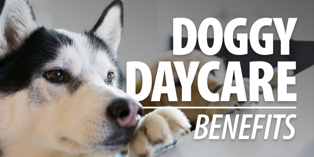 Benefits of Doggy Daycare