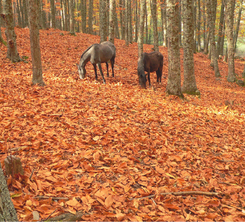 Fall horses in forest