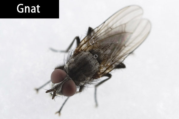 A Gnat on a white background.