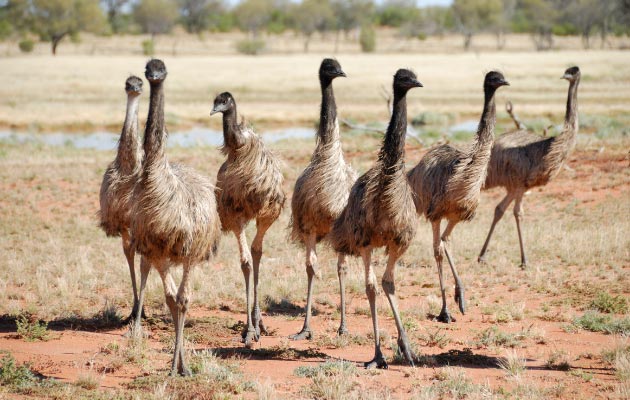 Un grupo de emús en un campo abierto.