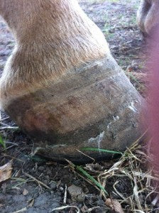 hair growing through hoof