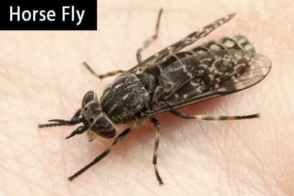 A Horse Fly on human skin.