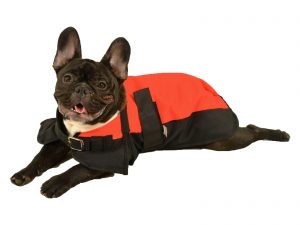 A French Bulldog wearing an orange and black dog blanket from Jeffers made of ripstop fabric.