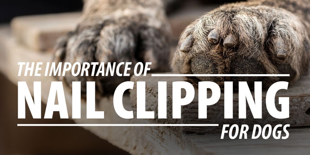 The Importance of Nail Clipping for Dogs