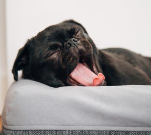 A pug sleeping in a dog bed.