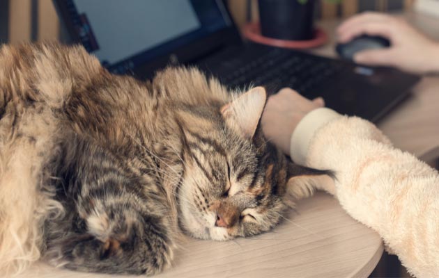 A fluffy tabby cat on a desk by a person who is typing on their laptop.