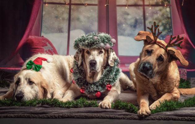 Tres perros vestidos con trajes festivos para las vacaciones, acostados sobre una manta gris frente a una ventana que muestra nieve afuera.