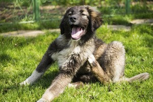 Picazón en el perro: cómo tratar las pulgas en su mascota