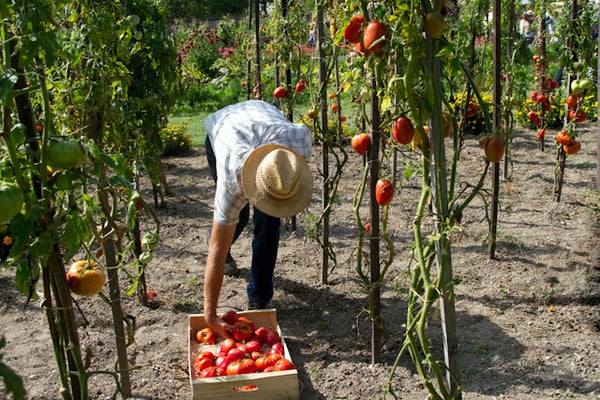 Bio catering spandau vegetarisch italienisch service partyservice