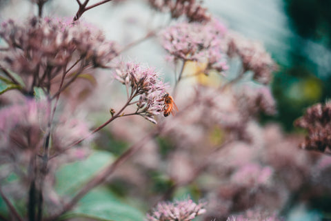 Honey bee on flowers