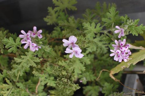 Geranium essential oil Alise Body Care.