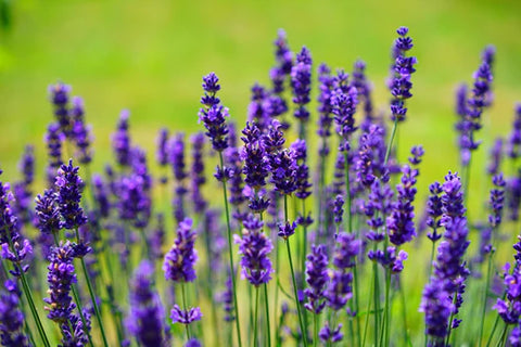 Lavender essential oil Alise Body Care.