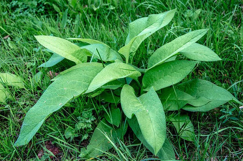 Plantain herb Alise Body Care.