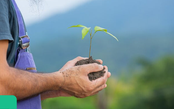 commemorative tree planting