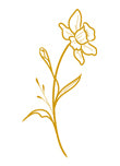 March - Daffodil