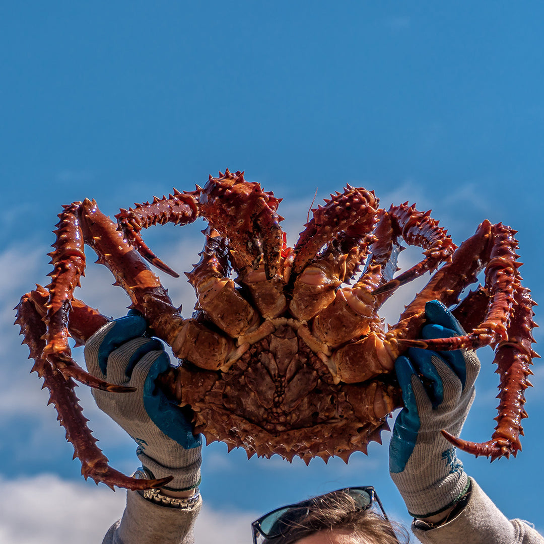 Giant Whole King Crab For Sale Online Free Shipping King Crab Legs