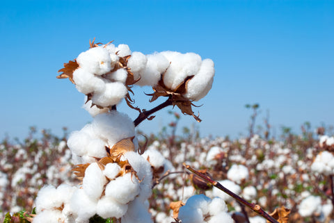 Organic cotton field with bright blue sky