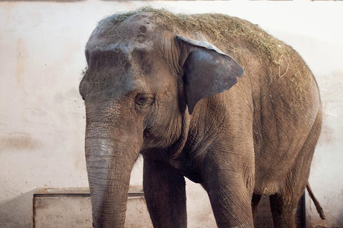 elephant in concrete enclosure